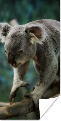 Produktbild von MuchoWow® Poster Koala - Baum - Klettern - Kinder - Jungen - Mädchen 20x40 cm - Plakat - Foto