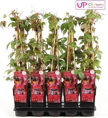 Produktbild von Parthenocissus tricuspidata 'Veitchii' - Dívčí liána - Divoká liána - samopnoucí