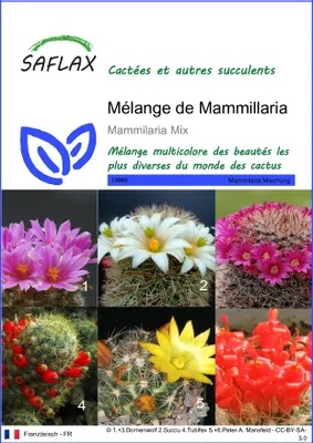 Image de SAFLAX  - Mélange de Mammillaria - 40 graines - Mammilaria