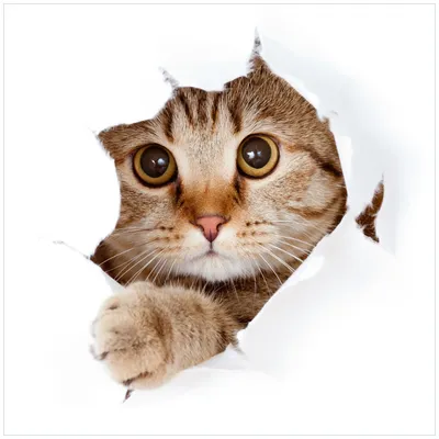 Produktbild von Wallario Sticker / Aufkleber für Kühlschrank / Geschirrspüler / Küchenschränke, selbstklebende Folie - 60 x 60 cm, Motiv: Katze mit Blick nach vorn