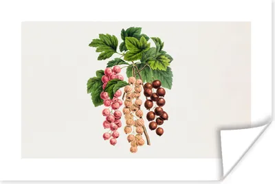 Produktbild von MuchoWow® Poster Lebensmittel - Beeren - Pflanze 120x80 cm - Bilder