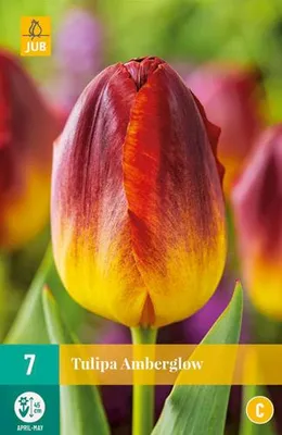 Artikelbild 2 von 'Tulpe Amberglow (7 Stück)' aus der Kategorie Blumenzwiebeln