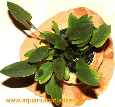 Produktbild von Pflanzenring mit Topf Cryptocoryne, Wasserpflanze