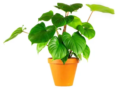 Produktbild von Gardneria, Homalomena rubescens 'Maggy', Durchmesser 12-13 cm