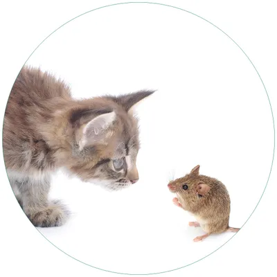 Produktbild von Wallario Premium Glasbild, freischwebende Optik, kräftige Farben, rund 50cm Durchmesser, Motiv Katze und Maus beim Spielen - weißer Hintergrund