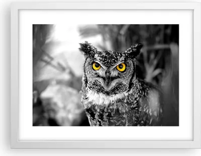 Produktbild von Gerahmtes Poster - Weißer Rahmen - Eule Vogel Natur - 40x30 cm - Wand Bild - Wanddeko - Wandbilder - Kunstposter - Wandposter - Bilderrahmen - Bilder - Kunstdruck - Wandbild - P2WAA40x30-1318