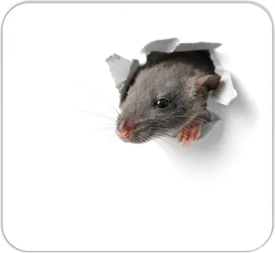 Produktbild von RNK Mousepad Block Mausi 240x220mm 30Bl