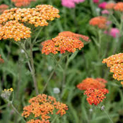 Image de 6 plants de Schafgarbe (Achillea) - variété 'Terra Cotta' | Pot de 9x9 cm