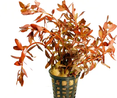 Produktbild von 1 Topf Rote Ludwigie (Ludwigia inclinata)