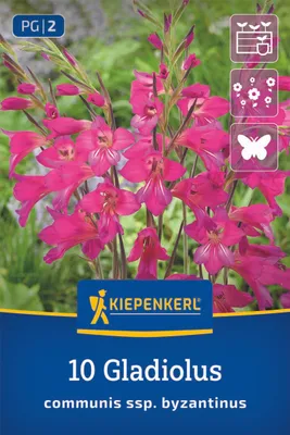 Produktbild von Kiepenkerl Wild-Gladiole Gladiolus communis subsp. byzantinus 10 Zwiebeln