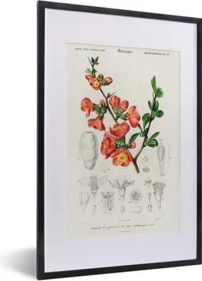 Produktbild von MuchoWow® MuchoWow® Gerahmtes Poster Pflanze - Jahrgang - Botanica 40x60 cm - Poster mit zchwarzem Bilderrahmen - Poster in Rahmen