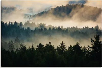 Produktbild von ARTland Leinwandbild Wald im Nebel Größe: 90x60 cm