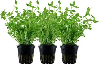 Produktbild von Aquarium Pflanze 3 Stück Lindernia rotundifolia Tropica Nr.045 Wasserpflanze