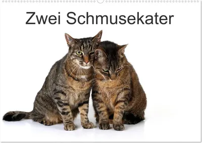 Produktbild von Zwei Schmusekater (Wandkalender 2025 DIN A2 quer), CALVENDO Monatskalender