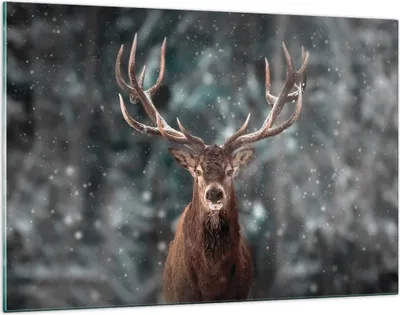Produktbild von Bilder auf glas - Einteilig - Hirsch Hirsch Winter - 120x80cm - Glasbilder - Wandbilder - Bilder - zum Aufhängen bereit - Wanddekoration aus Glas - Glas Bilder - Wandbild auf Glas - GAA120x80-4998