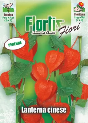 Produktbild von Lampionblume | Lampionblumensamen von Flortis