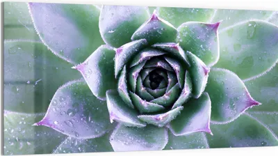 Produktbild von DEQORI Glasbild Echtglas 100x50 cm 'Taufrische Symmetrie' Wandbild Bild modern Deko