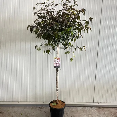Zdjęcie produktu dla Physocarpus opulifolius Lady in Red ('Tuilad'PBR) – piżmowiec | 120 cm w doniczce