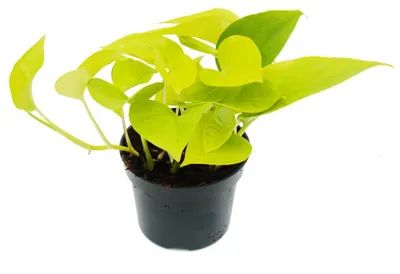 Produktbild von Gelb-grünes Pothos – Epipremnum Golden Pothos – Scindapsus – 12-cm-Topf – Zimmerpflanze