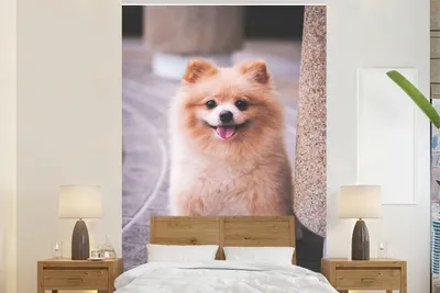 Produktbild von MuchoWow® Fototapete für Wohnzimmer oder Schlafzimmer Wandtapete Vinyl Motivtapete Pomeranian auf der Straße - 225x350 cm - Schlafzimmer tapete