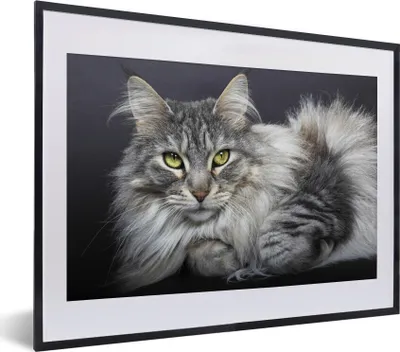 Produktbild von MuchoWow® MuchoWow® Gerahmtes Poster Eine schöne liegende Maine Coon Katze 40x30 cm - Poster mit zchwarzem Bilderrahmen - Bilderrahmen - Poster im Rahmen