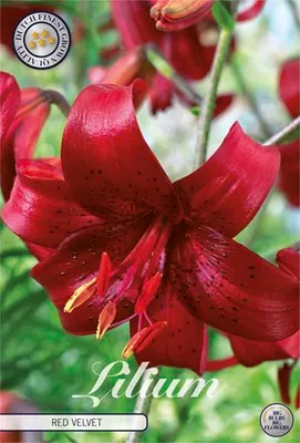 Imagen del producto de Lilium 'Red Velvet' (2 unidades) | Bulbos de lirio de Sam van Schooten