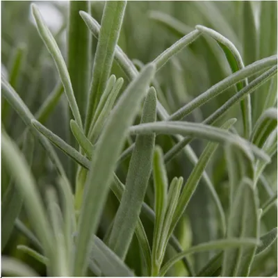 Immagine prodotto di Lavanda vera - Lavanda angustifolia - Ø7cm - ↕15 cm - 72 piante - Profumata e resistente - Per il giardino, il balcone e la terrazza - Di facile cura