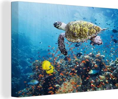 Produktbild von OneMillionCanvasses® - Leinwandbilder - 150x100 cm, Schildkröte am Korallenriff, Wandbilder Kunstdruck Wanddekoration