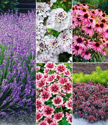 Produktbild von BALDUR Garten 14er Set Winterhartes Stauden-Sonnenbeet, Pflanzen im 9x9 cm-Topf, 14 Pflanzen für ca. 3 qm, Stauden-Malve, Rudbeckia, blauer Lavendel, weiße Iberis, Sedum Sun Sparkler® Sedoro Blue Elf