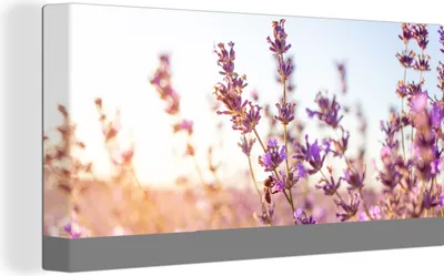 Produktbild von OneMillionCanvasses® - Leinwandbilder - Bild auf Leinwand Wandbild Leinwandbild Lavendel - Nahaufnahme - Sonne - Blumen - Lila, 80x40 cm, Kunstdruck Wandkunst Gemälde auf Holzrahmen - Bilder auf Leinwand