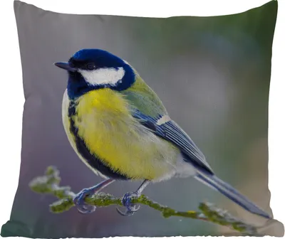 Produktbild von MuchoWow® Outdoor Kissen - Kohlmeise - Vogel - Zweig - 60x60 cm - Wetterfest - Lounge Kissen - Dekoration - Schlaf Kissen
