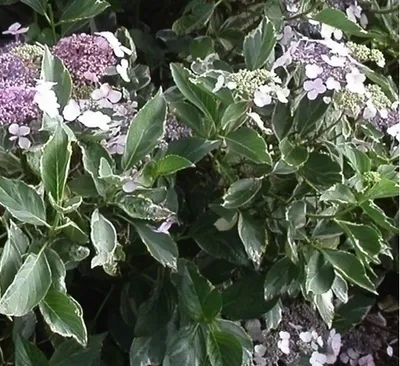 Produktbild von Hydrangea macr. 'Tricolor' - Hortensien  25- 30 cm Container