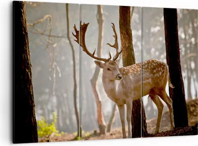 Produktbild von Bild auf Leinwand - Leinwandbild - Kitz Hirsch Tier wild - 105x70cm - Wand Bild - Wanddeko - Leinwanddruck - Bilder - Kunstdruck - Wanddekoration - Leinwand bilder - Wandkunst - CE105x70-2400