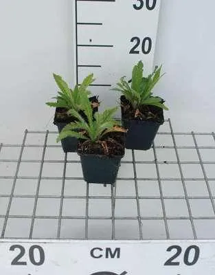 Immagine prodotto di 6 x Papavero o. 'Royal Wedding' - Mohn - Topf 9 x 9 cm