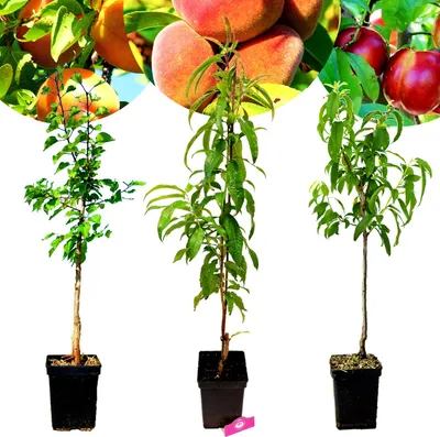 Produktbild von Sada 3 stromčekov exotického ovocia - 1 marhuľa, 1 broskyňa, 1 nektarinka - výška 100 cm - 5 l kvetináč - Mix B