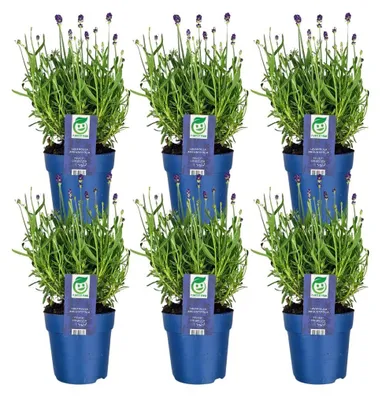 Produktbild von Plants by Frank | 6 Blauer Duft-Lavendel Pflanzen | Lavandula Angustifolia Felice® | Echter Lavendel | Stauden | Gartenpflanzen