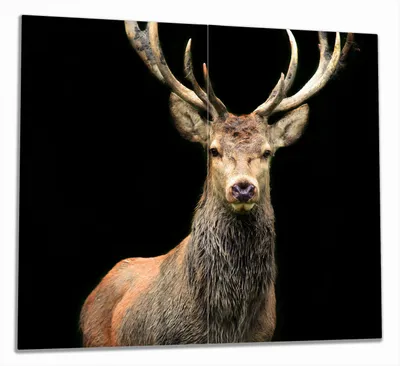 Produktbild von Wallario Herdabdeckplatte aus Glas, Größe 60 x 52 cm 2-teilig, Motiv Stattlicher Rothirsch
