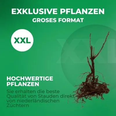 Zdjęcie produktu dla Porzeczka czerwona Jonkheer van Tets - 2 rośliny - odporna na mróz i wieloletnia - autentyczne krzewy owocowe z Holandii - bez nasion, bez cebul, nie modyfikowana genetycznie