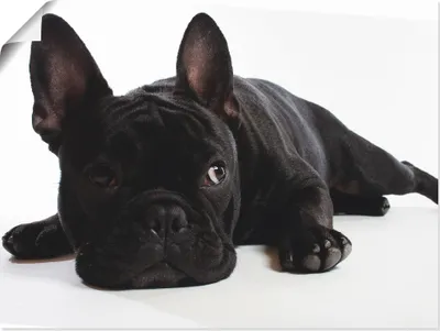Produktbild von ARTland Poster Bulldogge Größe: 60x45 cm