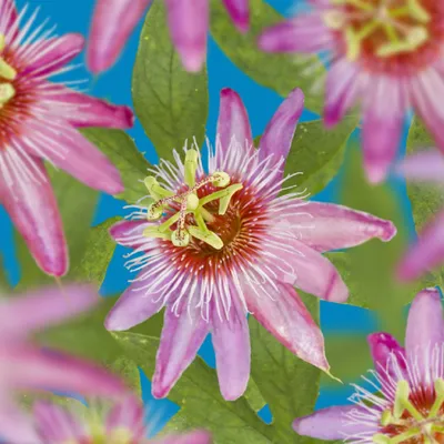 Immagine prodotto di Passiflora Anastasia – 2 piante da 11 cm – altezza circa 40 cm – Pianta rampicante esotica con fiori rosa – Facile da curare e decorativa