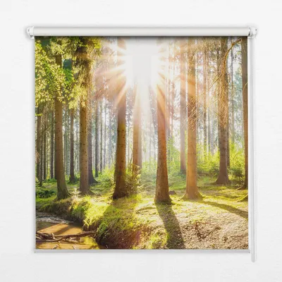 Produktbild von Seitenzug-Rollo Fensterrollo Jalousie - Lichtdurchlässig Springrollos - 100x140 cm - Sonne bricht durch die Bäume