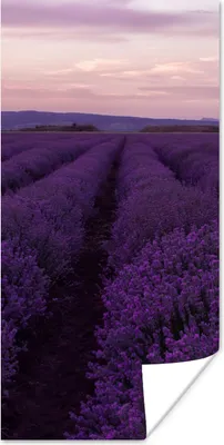Produktbild von MuchoWow® Poster Lavendel - Lila - Blumen - Natur 60x120 cm - Wandschmuck