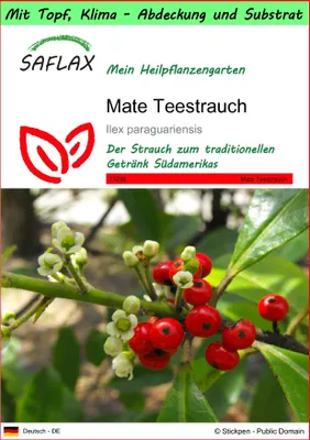 Produktbild von SAFLAX Garden to go - Mate Teestrauch - Ilex paraguariensis - 10 Samen - Mit Topf, Klima - Deckel und Anzuchtsubstrat