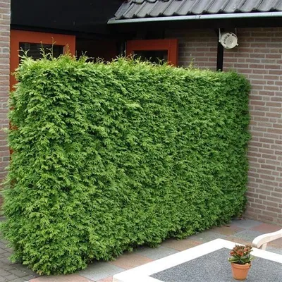 Immagine prodotto di Albero della vita Brabant 60-80 cm - Thuja occidentalis Brabant - Pianta da siepe - Conifere