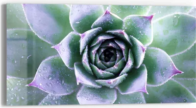 Produktbild von DEQORI Glasbild Echtglas 60x30 cm 'Taufrische Symmetrie' Wandbild Bild modern Deko
