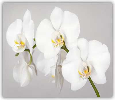 Produktbild von Tulup Glas Herdabdeckplatte Glaskeramikkochfeld-Abdeckung Spritzschutz Glasabdeckplatte Kochplattenabdeckung und Schneidebrett - Einteilig - 60x52 cm Orchidee