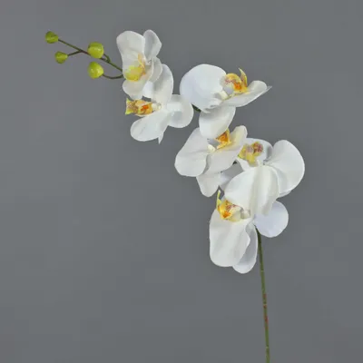 Produktbild von artplants.de Dekozweig Phalaenopsis Orchidee LANUA, Creme, 75 cm - Künstliche Stielblume