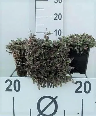 Image de 6 x Leptinella potentillina (cotula pot.) - Fiederpolster - Topf 9 x 9 cm
