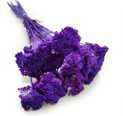 Produktbild von Schafgarbe Getrocknete - (Achillea) - Lila