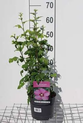 Produktbild von Hibiscus syr. 'Woodbridge' - Garteneibisch  40- 60 cm Container